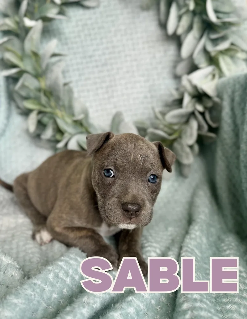 Sable