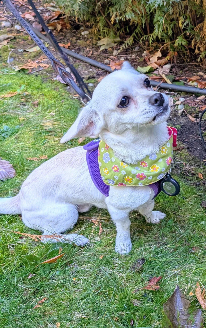 An adult small-sized male Chihuahua dog named Bento for adoption in Bothell, WA