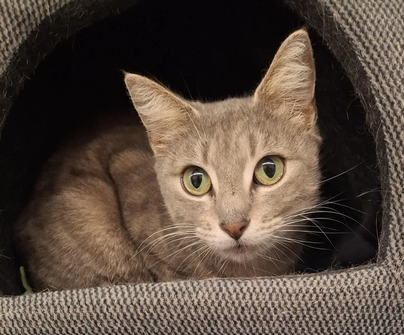 An adult medium-sized female Tabby (Gray / Blue / Silver) Tabby cat named Lacey for adoption in Bear, DE