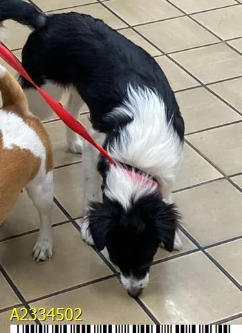 A young medium-sized male Mixed Breed dog named Jett for adoption in West Palm Beach, FL