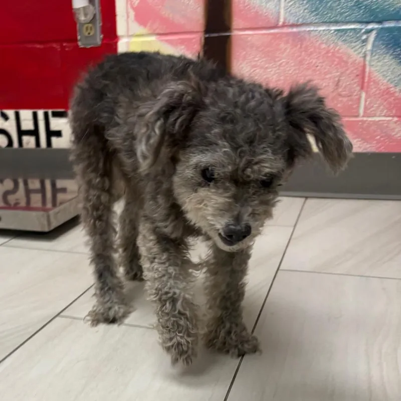A senior small-sized female Black Miniature Poodle dog named Doris for adoption in Lufkin, TX