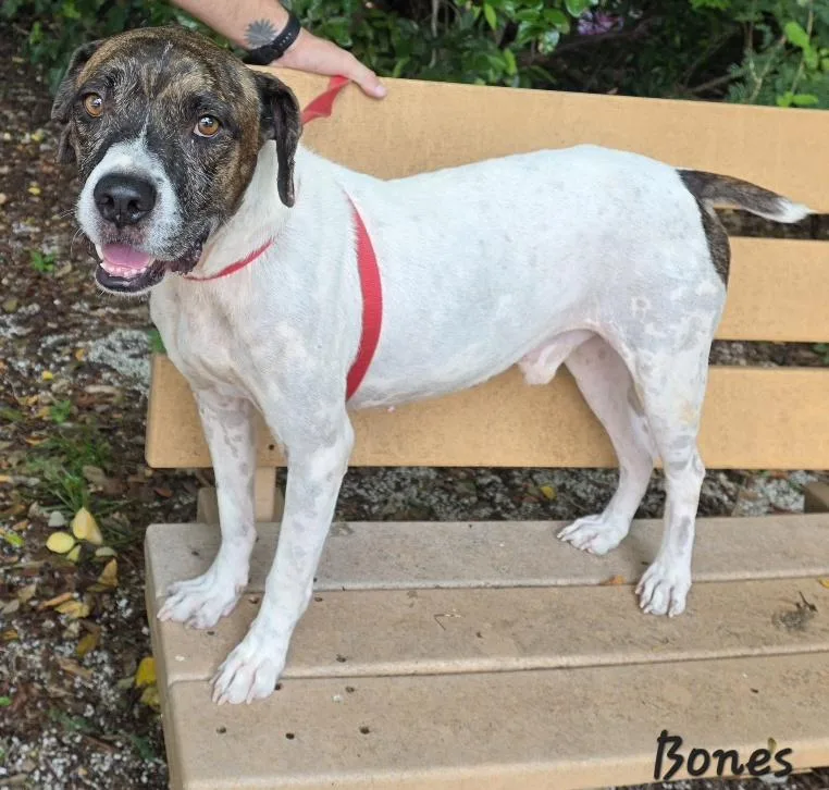 An adult medium-sized male Boxer dog named Bones for adoption in Key Largo, FL