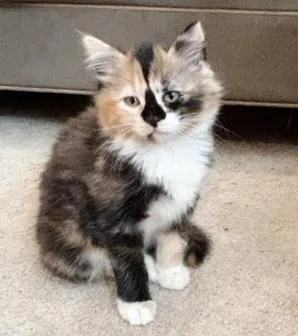 A baby medium-sized male Calico Siamese cat named Sprinkle & Waffle for adoption in Philadelphia, PA