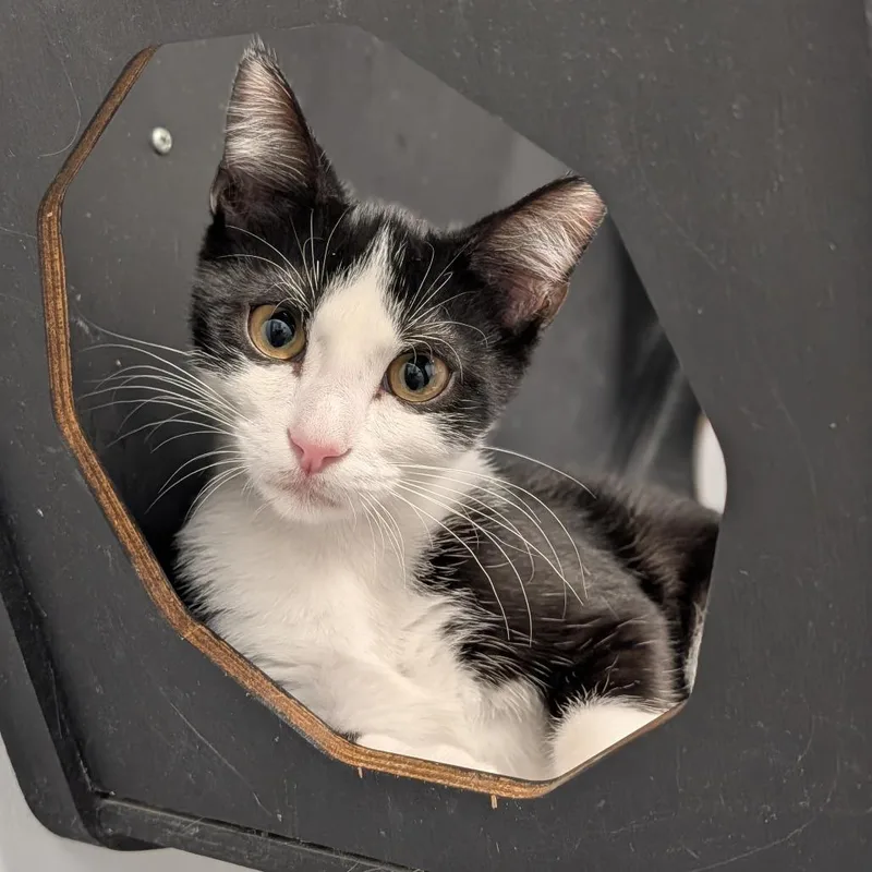 A baby medium-sized male Black & White / Tuxedo Domestic Short Hair cat named Clyde the Glide for adoption in Cape Girardeau, MO
