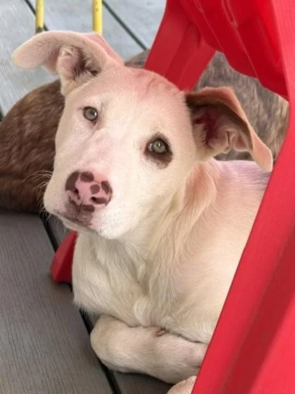 A baby large-sized female Great Dane dog named Bailey for adoption in Malvern, PA