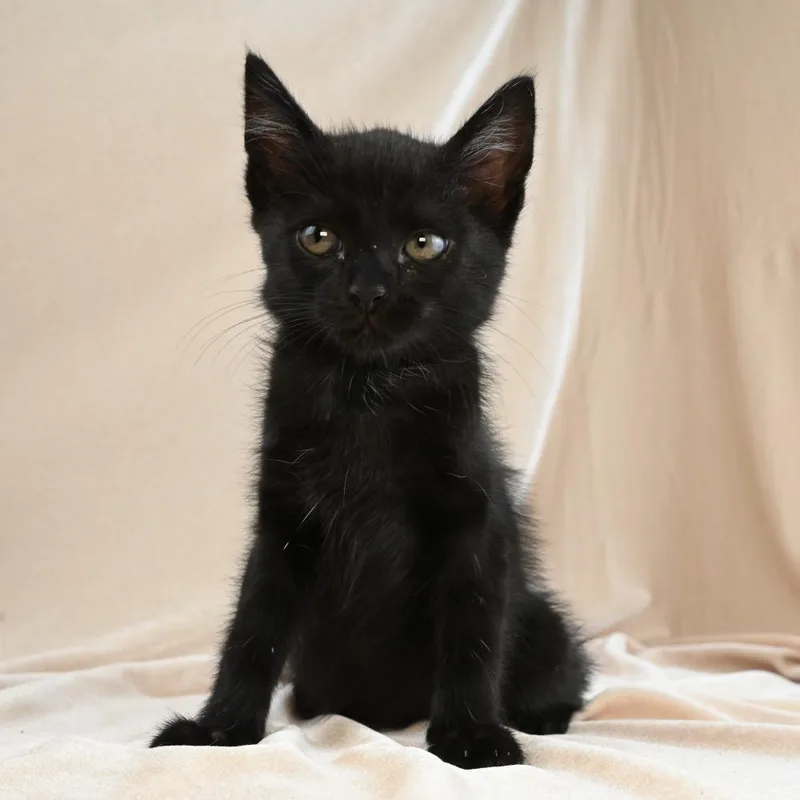 A baby small-sized male Black Domestic Short Hair cat named Parker for adoption in Mobile, AL