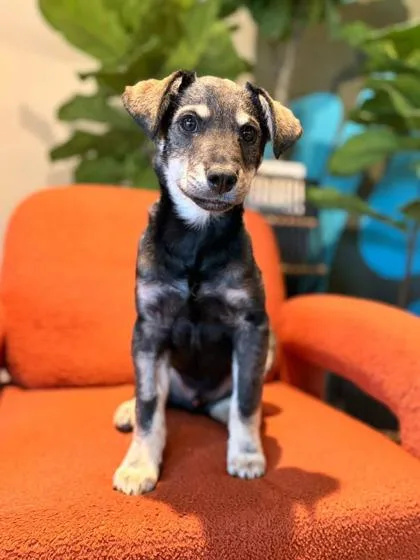 A baby medium-sized male Black Mixed Breed dog named Simon. for adoption in El Paso, TX