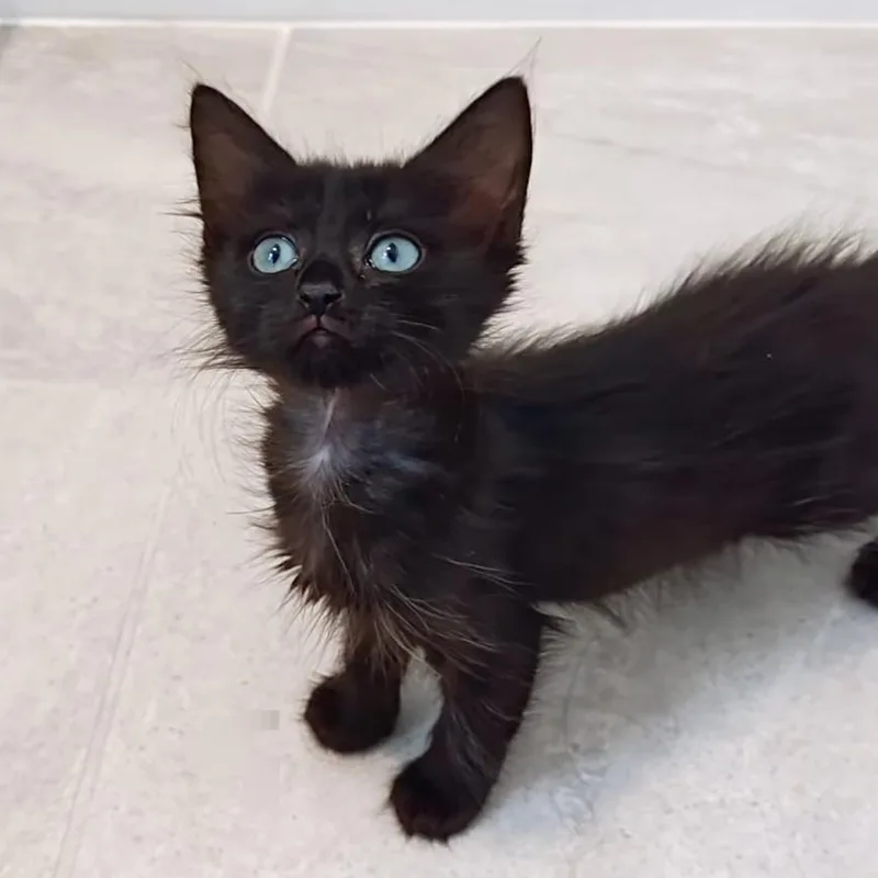 Zami