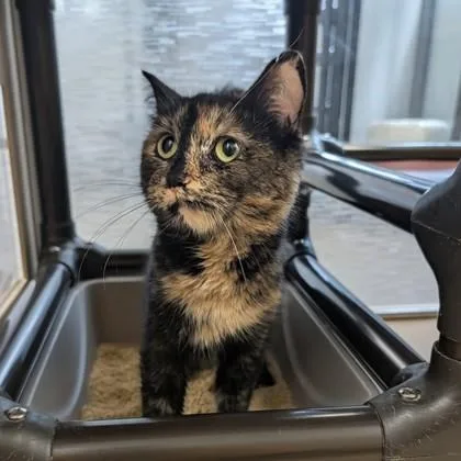 An adult medium-sized female Tabby (Brown / Chocolate) Domestic Medium Hair cat named Sprinkles for adoption in Dubuque, IA