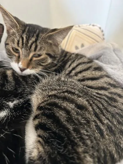 A young medium-sized male Tabby (Gray / Blue / Silver) Domestic Short Hair cat named Pixel for adoption in Hamilton, MT