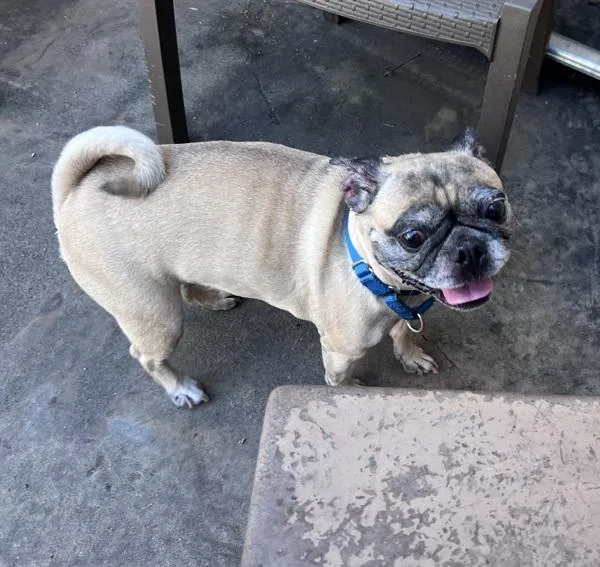 An adult small-sized female Pug dog named Gertrude for adoption in San Diego, CA