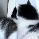 A baby small-sized male Black Domestic Short Hair cat named Telemachus for adoption in Norman, OK