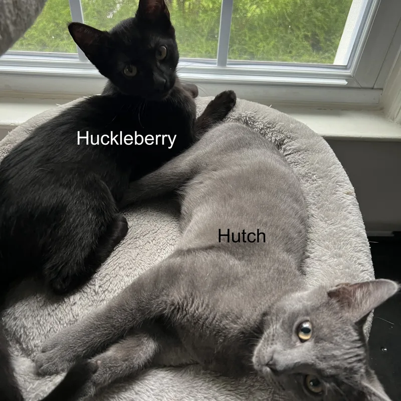 Huckleberry thumbnail 2