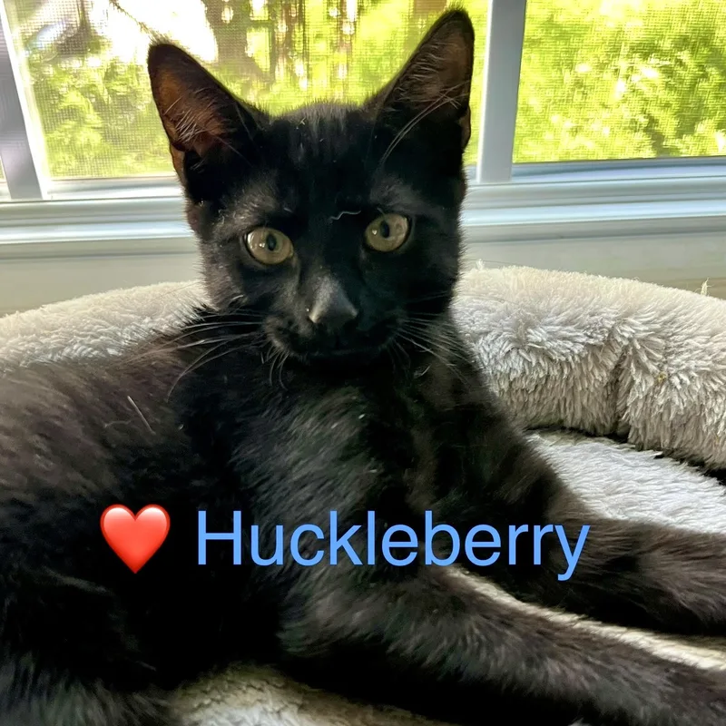Huckleberry thumbnail 3