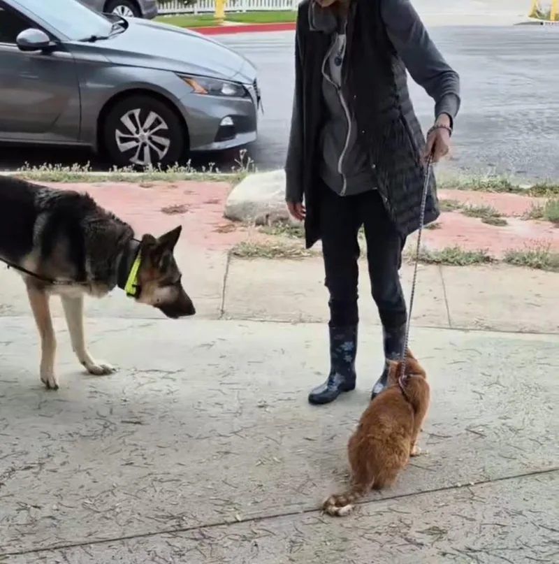 Zekey Zeek!! thumbnail 4