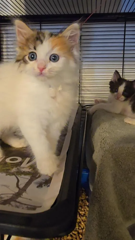 A young small-sized female Domestic Long Hair cat named Darla for adoption in Pacifica, CA