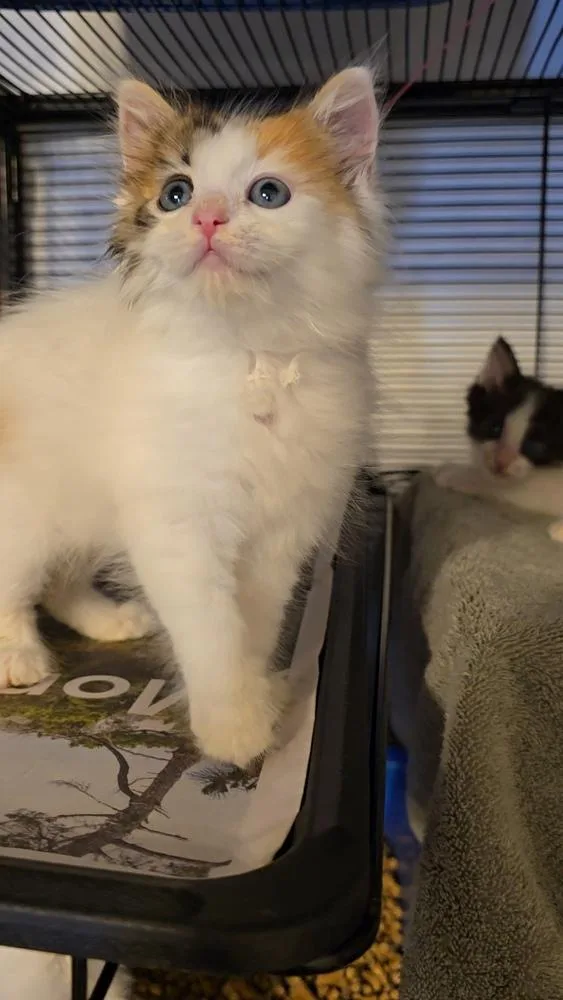 Darla thumbnail 4