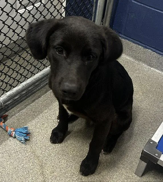 A young medium-sized female Labrador Retriever dog named Raven mo for adoption in Sterling, MA