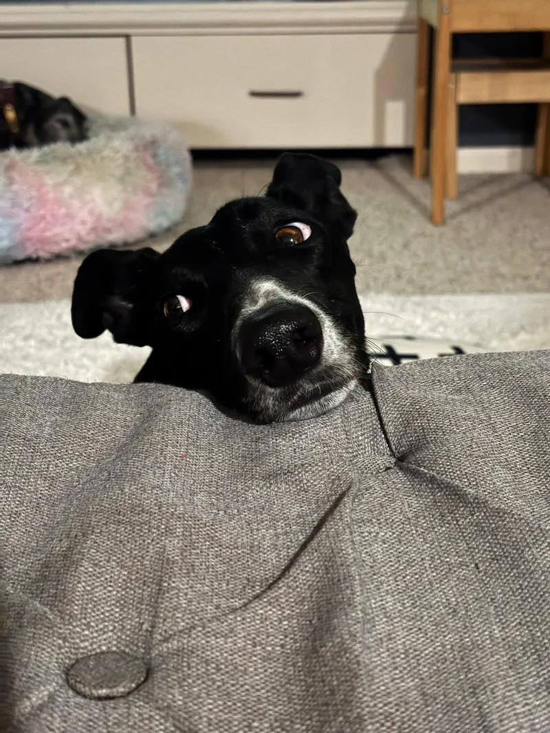 An adult large-sized female Greyhound dog named Penny for adoption in Kansas City, MO