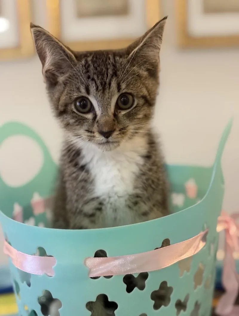 A baby small-sized male Tabby (Brown / Chocolate) American Shorthair cat named Peekaboo for adoption in Homestead, FL