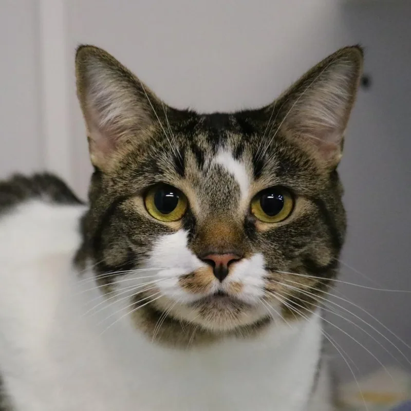 An adult extra large-sized female Domestic Short Hair cat named Kisses for adoption in Sarasota, FL