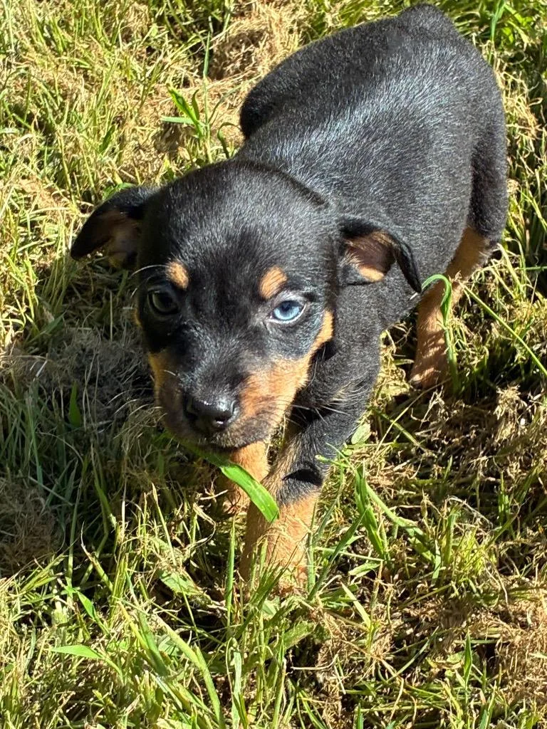 A baby medium-sized female Hound dog named Java?" for adoption in Little Rock, AR