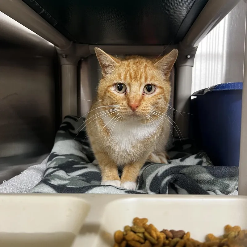 A young medium-sized male Orange / Red Domestic Short Hair cat named Joseph for adoption in Pittsburgh, PA