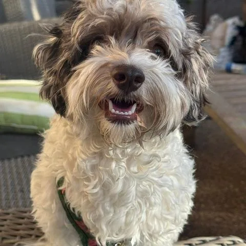 A young small-sized male White / Cream Havanese dog named Mikey for adoption in North Las Vegas, NV