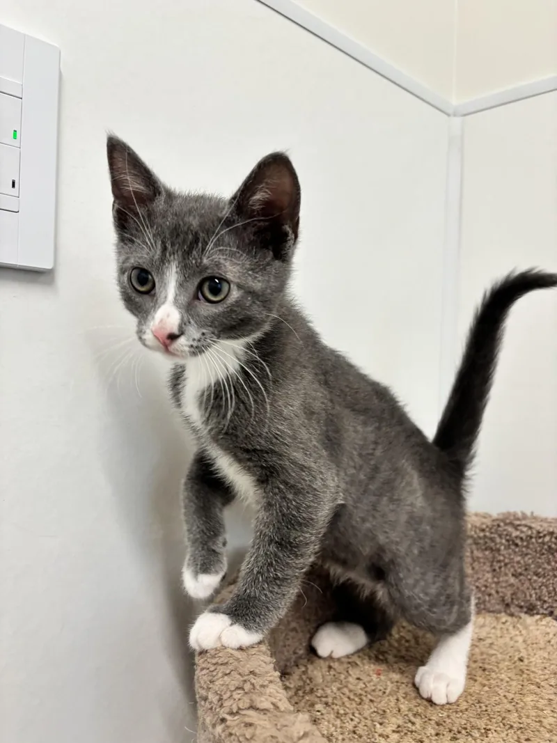 A baby medium-sized male Gray & White Domestic Short Hair cat named Clarence for adoption in Waldport, OR