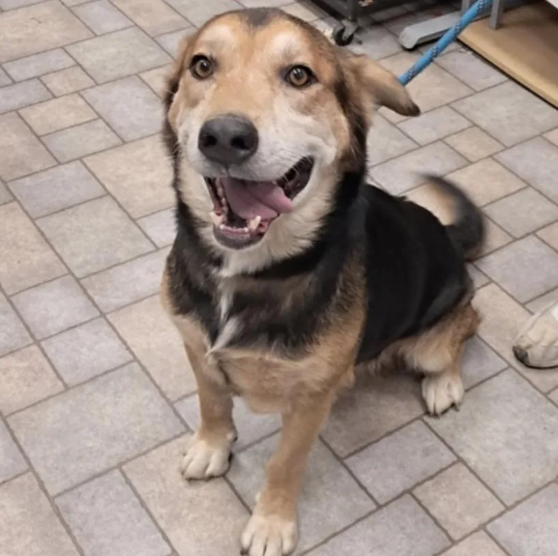An adult large-sized male Shepherd dog named Jordan for adoption in Hollister, MO