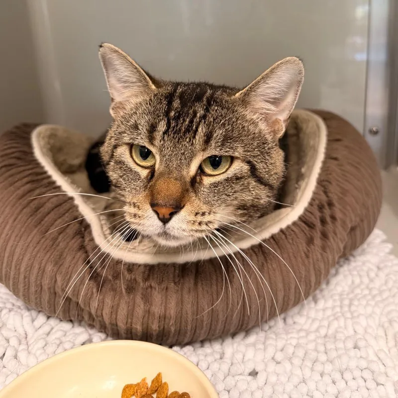 An adult large-sized male Gray / Blue / Silver Domestic Short Hair cat named Sheepstealer for adoption in Saint Charles, MO