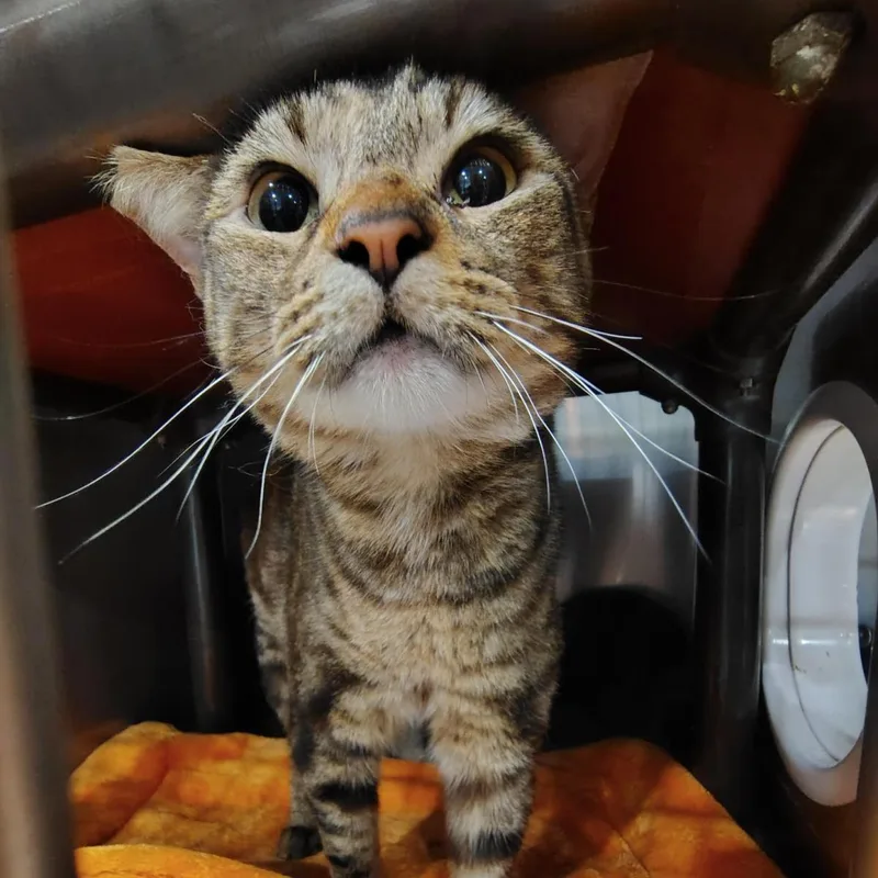 A young medium-sized female Domestic Short Hair cat named Rue Bennett for adoption in Lincoln, CA