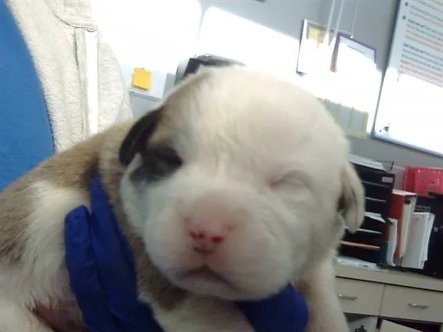 A baby medium-sized male Mixed Breed dog named Ron for adoption in Dallas, TX