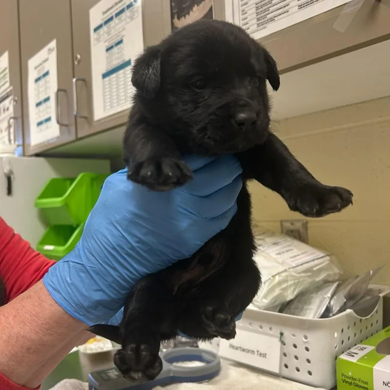A baby small-sized male Black Mixed Breed dog named Winters for adoption in Asheville, NC