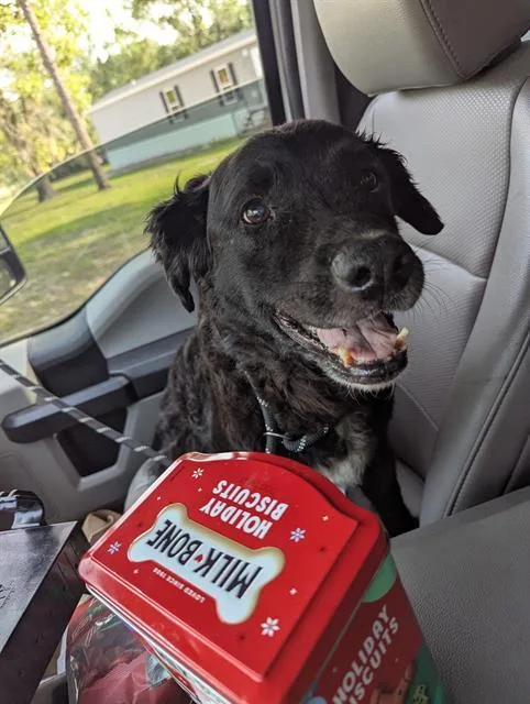 A senior large-sized female Border Collie dog named Church for adoption in Brunswick, GA