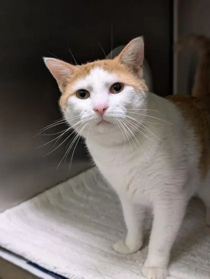 An adult small-sized male Domestic Short Hair cat named Cheddar for adoption in Mansfield, TX