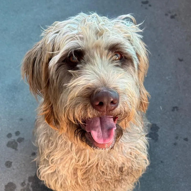 A young medium-sized female White / Cream Poodle dog named Autumn A for adoption in Mission Hills, CA