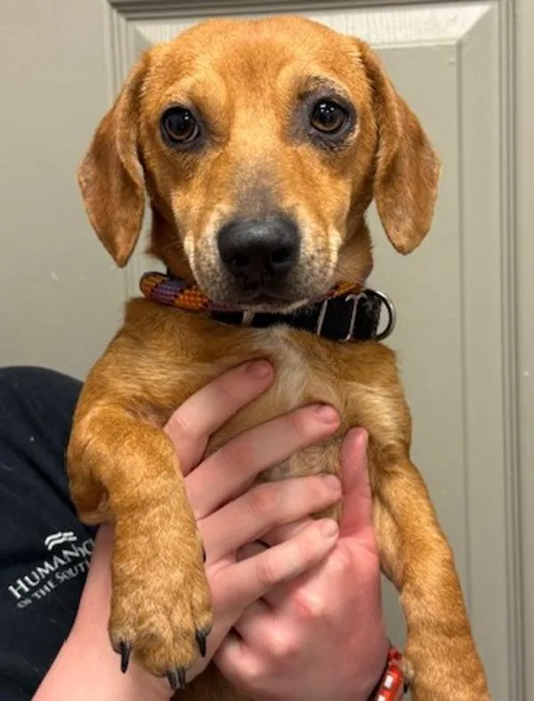 An adult small-sized female Dachshund dog named Minnie for adoption in Littleton, CO