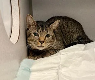 A baby medium-sized male Tabby (Brown / Chocolate) Domestic Short Hair cat named Apollo for adoption in Winter Haven, FL