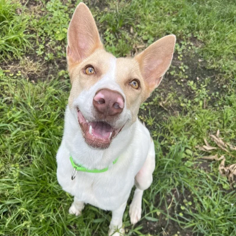 A young medium-sized female White / Cream Cattle Dog dog named Cercei for adoption in Spring, TX