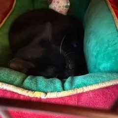An adult medium-sized male Black Domestic Short Hair cat named Ross for adoption in West Palm Beach, FL