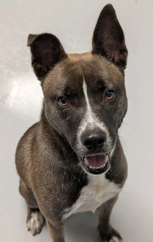 A young medium-sized male Belgian Shepherd / Malinois dog named Stanley for adoption in Topeka, KS