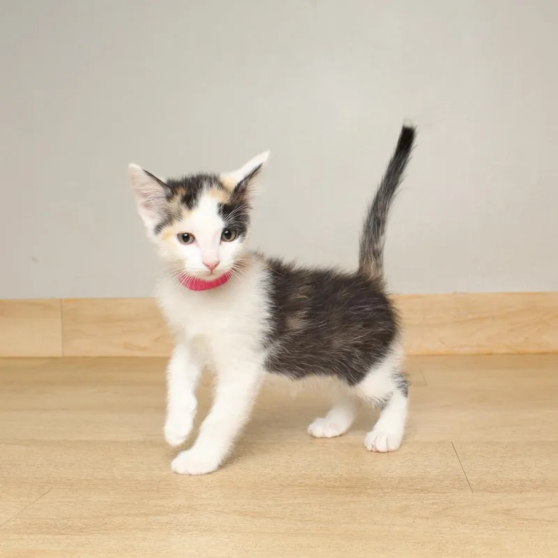 A baby small-sized female Calico Domestic Short Hair cat named Mew Fiv C for adoption in Minnetonka, MN
