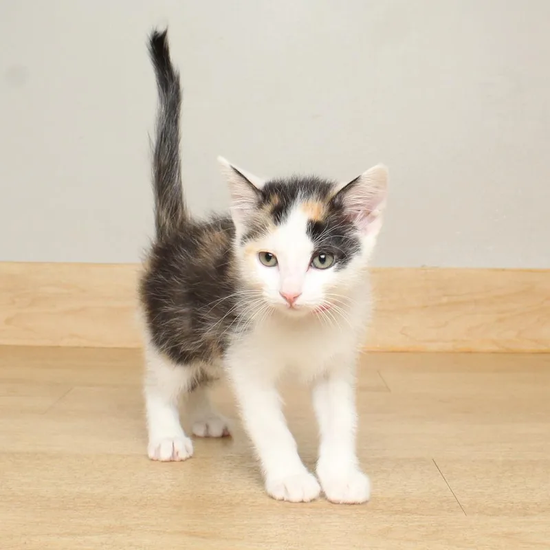 Mew Fiv C thumbnail 2