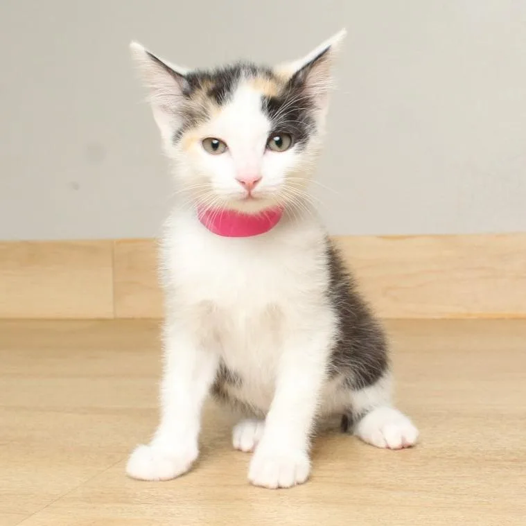 Mew Fiv C thumbnail 3