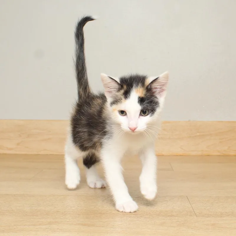Mew Fiv C thumbnail 4