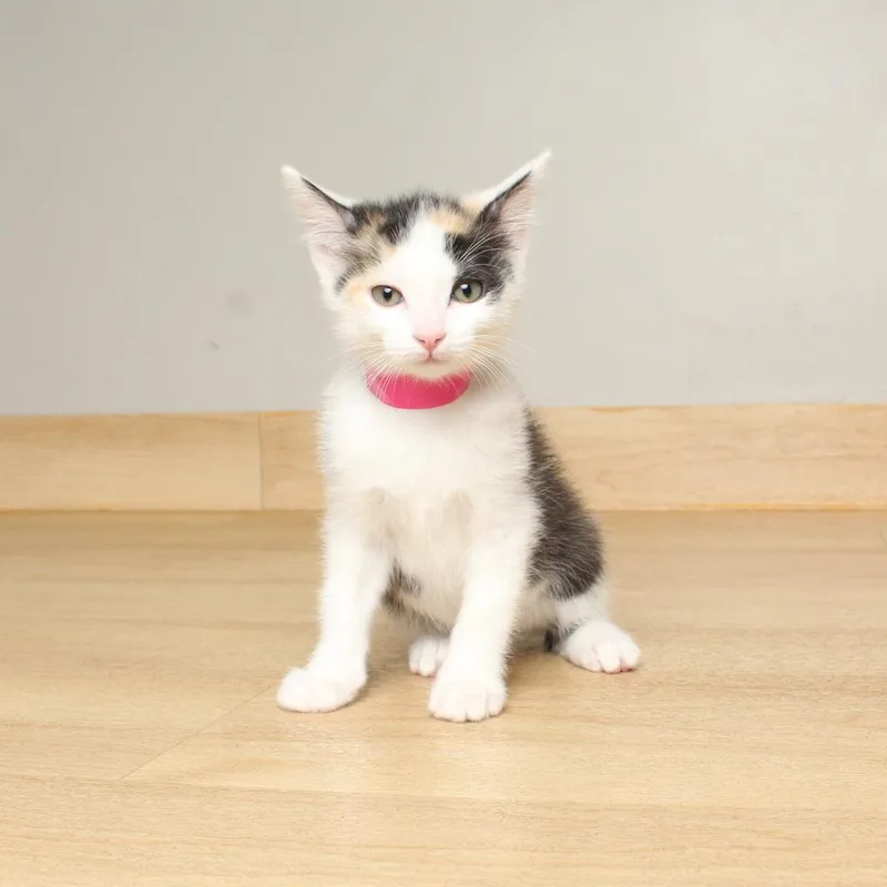 Mew Fiv C thumbnail 5