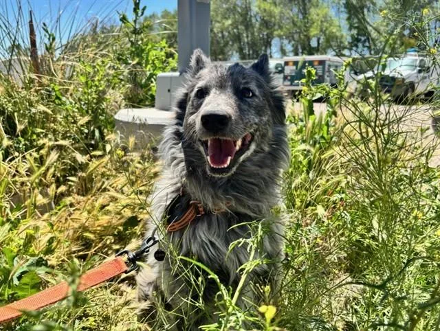An adult medium-sized male Australian Cattle Dog / Blue Heeler dog named Wolf for adoption in Albuquerque, NM
