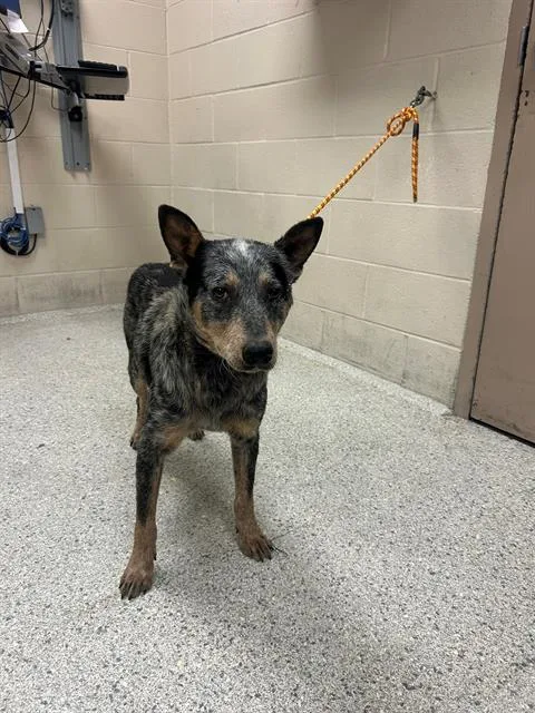 An adult medium-sized male Australian Cattle Dog / Blue Heeler dog named Rhett for adoption in Conroe, TX