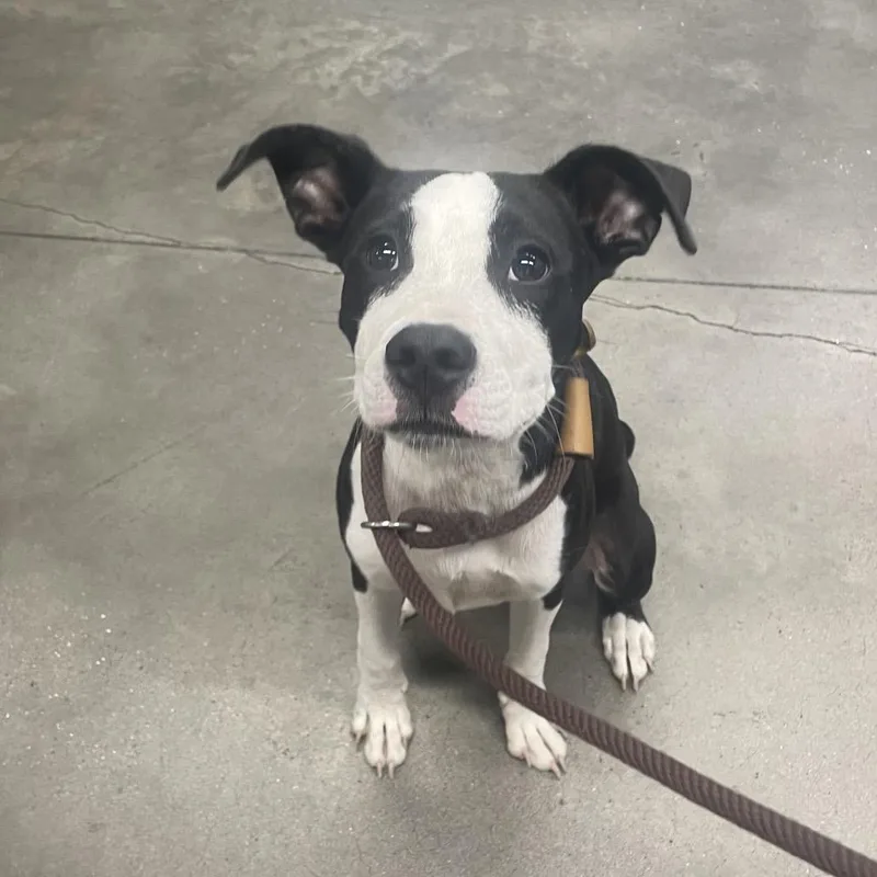 A young small-sized male Black Terrier dog named Sonic for adoption in Tampa, FL